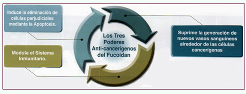 Cáncer Fucoidán